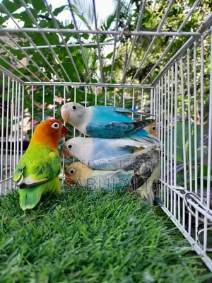Love Bird Opalin
