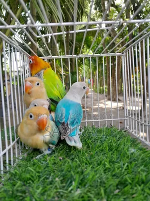 Love Bird Opalin