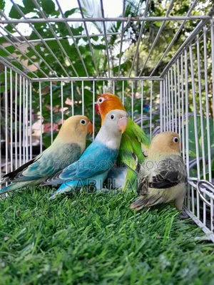 Love Bird Opalin
