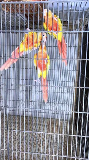 Sun Cheek Conure 9 PC Lot