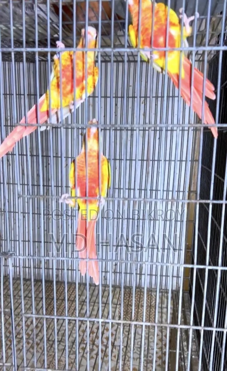Sun Cheek Conure 9 PC Lot