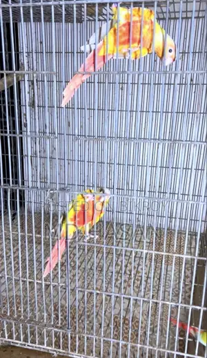 Sun Cheek Conure 9 PC Lot