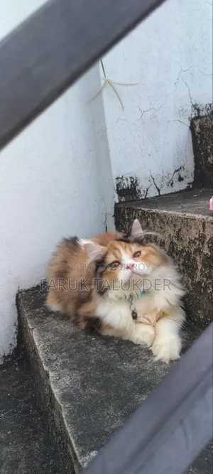 3-6 Months Female Purebred Persian