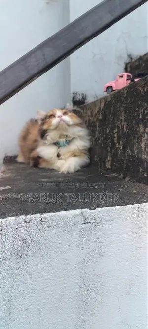 3-6 Months Female Purebred Persian