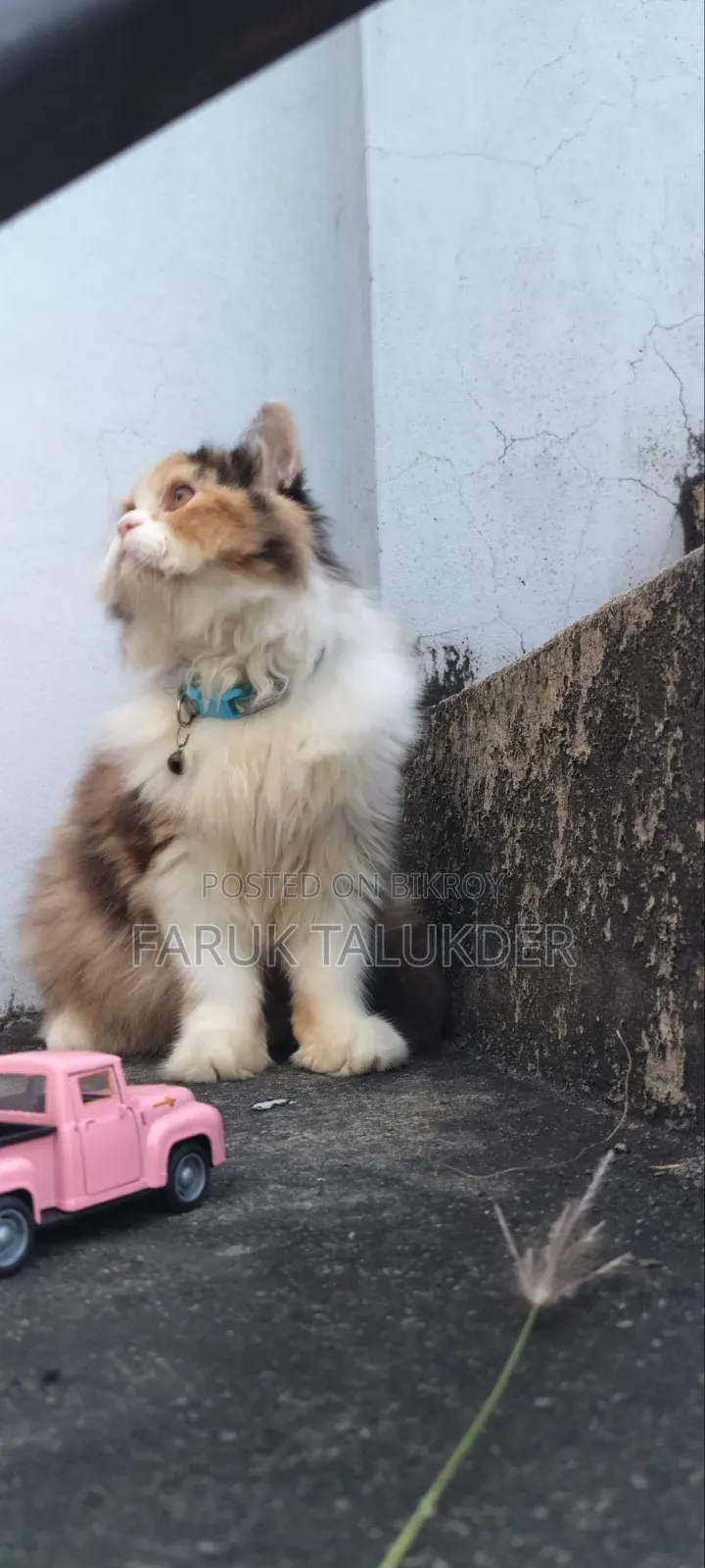 3-6 Months Female Purebred Persian
