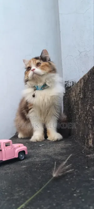 3-6 Months Female Purebred Persian