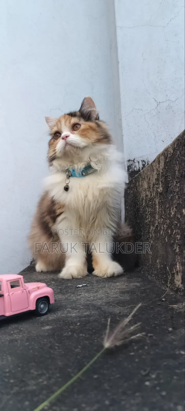 3-6 Months Female Purebred Persian