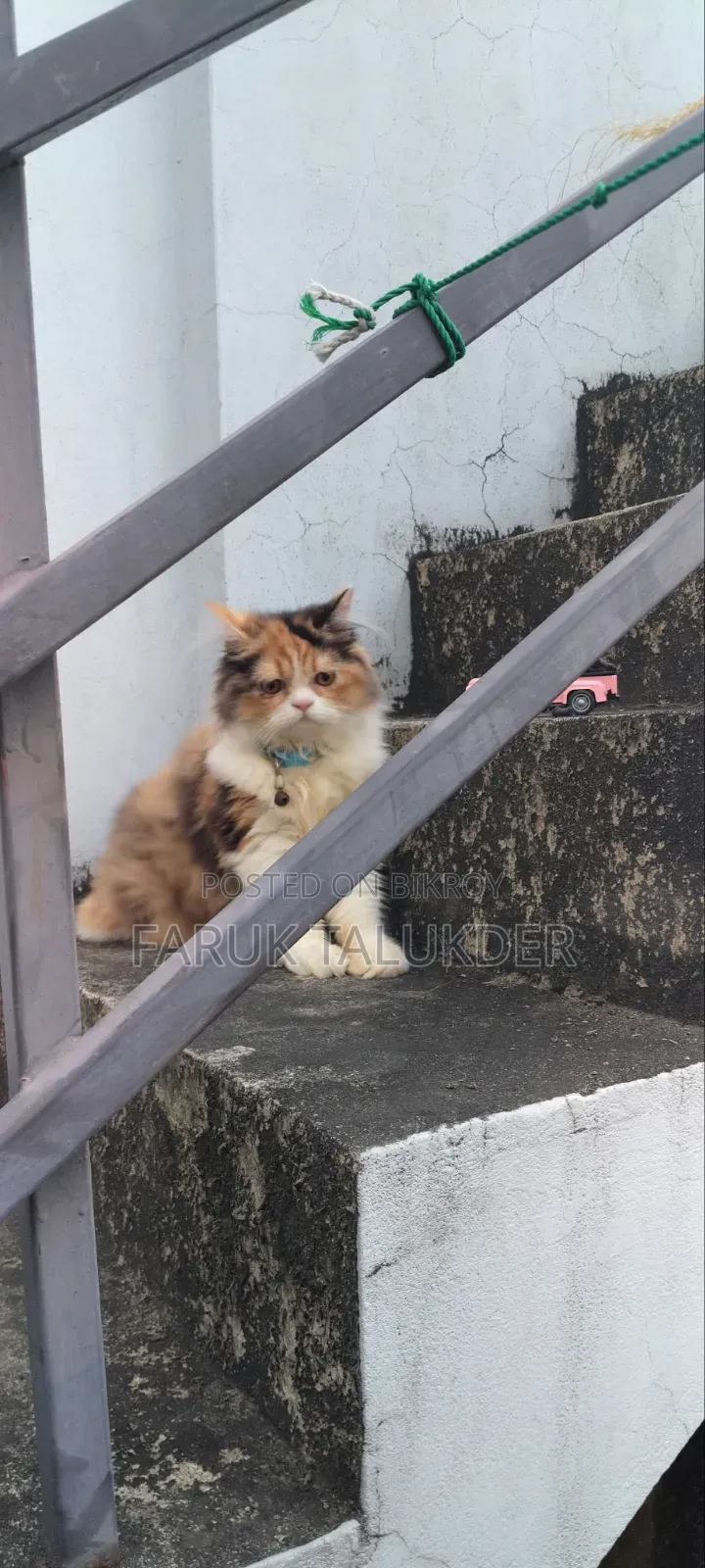 3-6 Months Female Purebred Persian