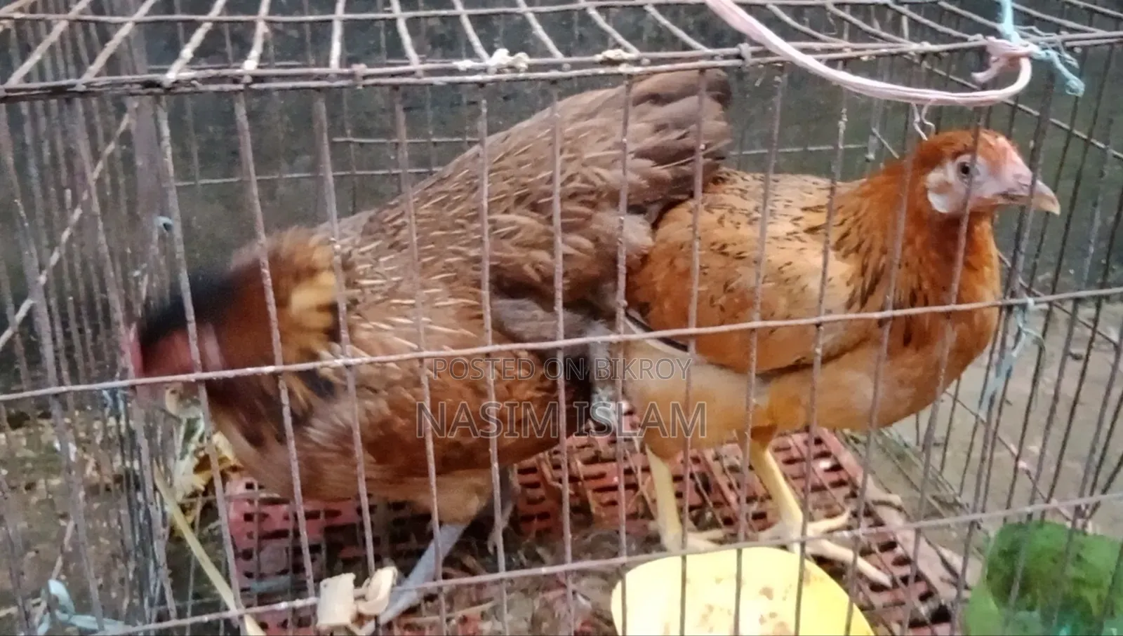 Local Chicken