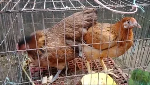 Local Chicken