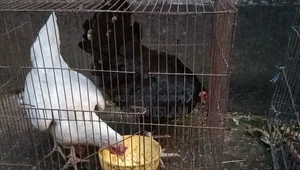 Local Chicken