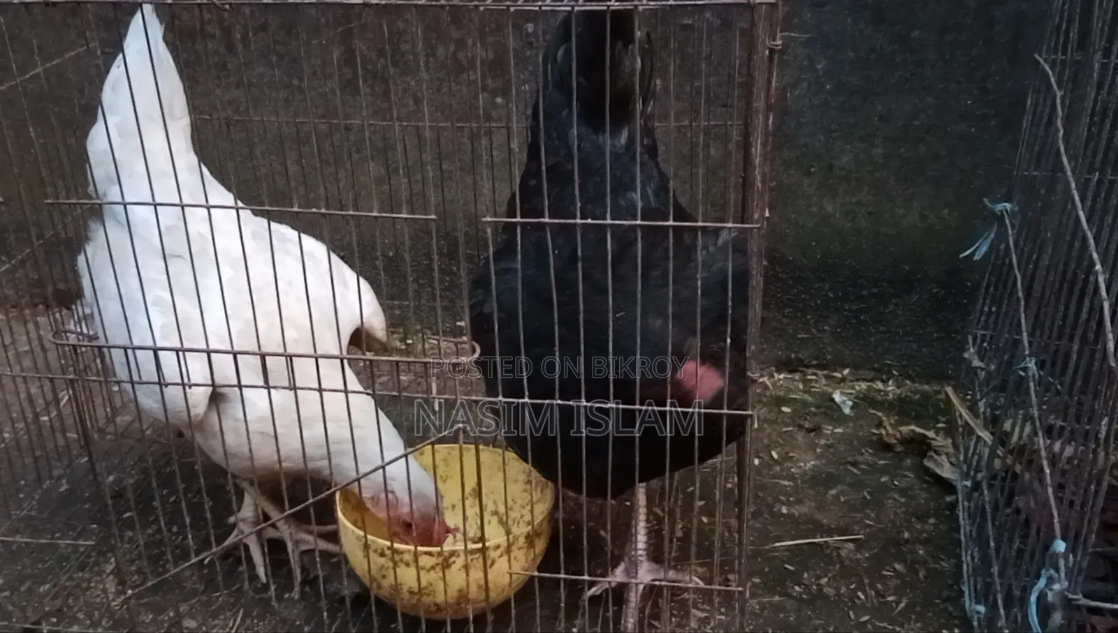 Local Chicken