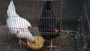Local Chicken