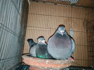 বানচা রেসার হুম