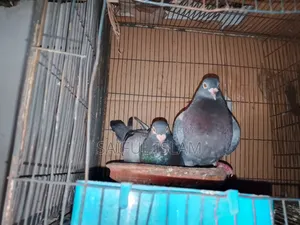 বানচা রেসার হুম