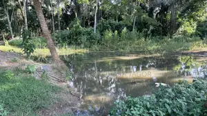 নিষ্কঠক জমি।।মোট ১৮ শতক।। কাগজ ফুল ওকে।।