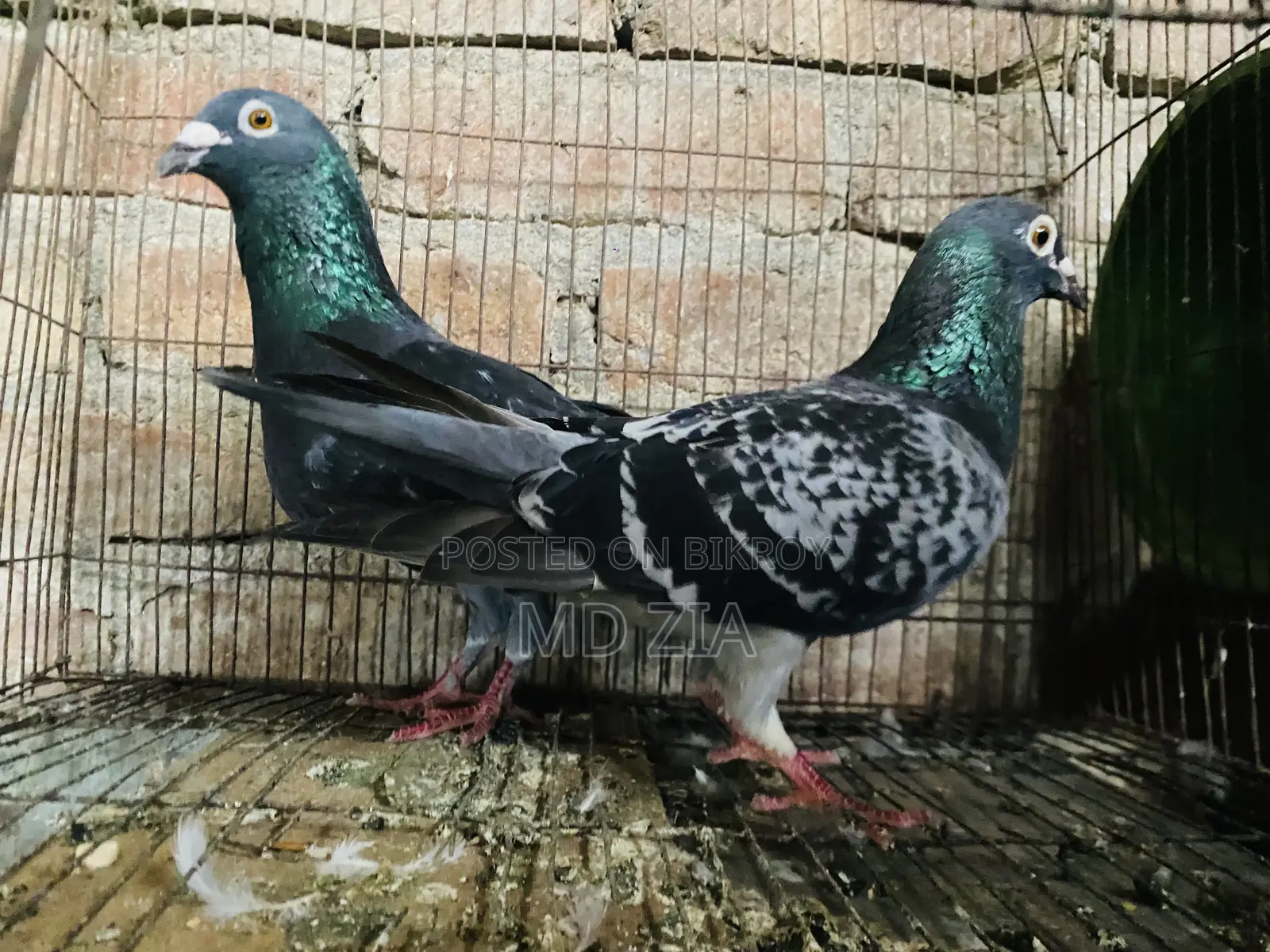 Homa and Gerebaz Pigeon Sell Post