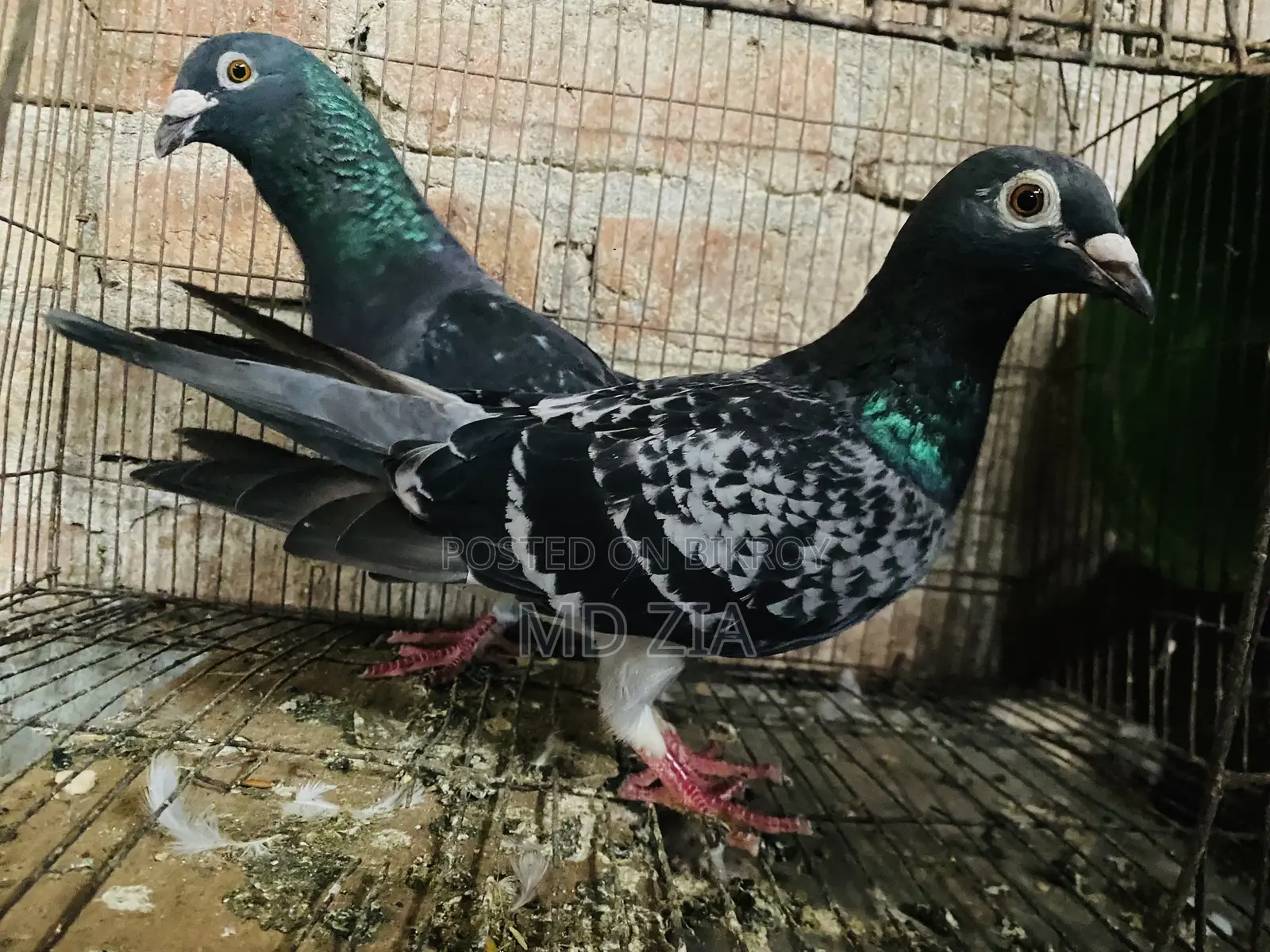 Homa and Gerebaz Pigeon Sell Post