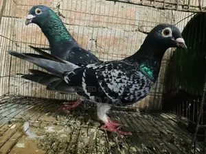 Homa and Gerebaz Pigeon Sell Post