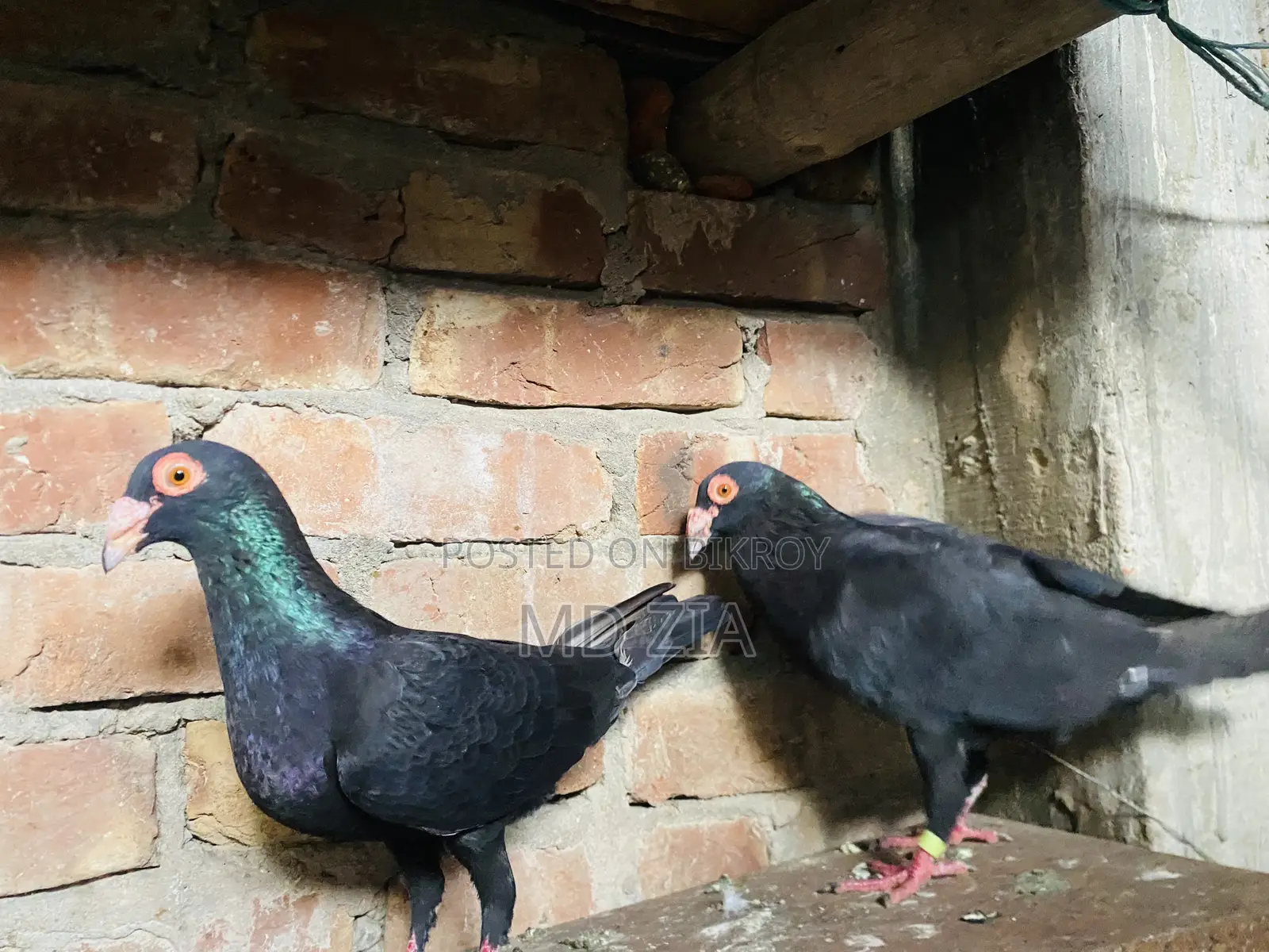 Homa and Gerebaz Pigeon Sell Post