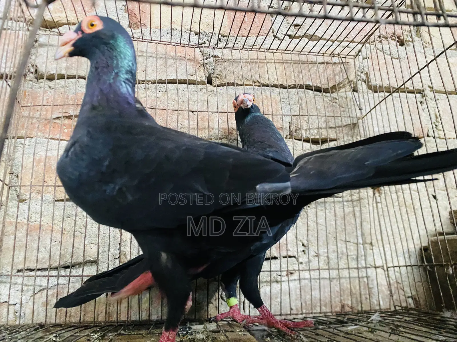 Homa and Gerebaz Pigeon Sell Post