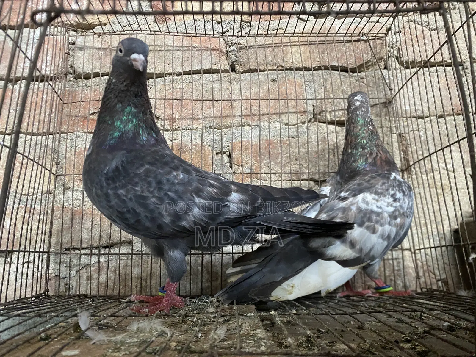 Homa and Gerebaz Pigeon Sell Post