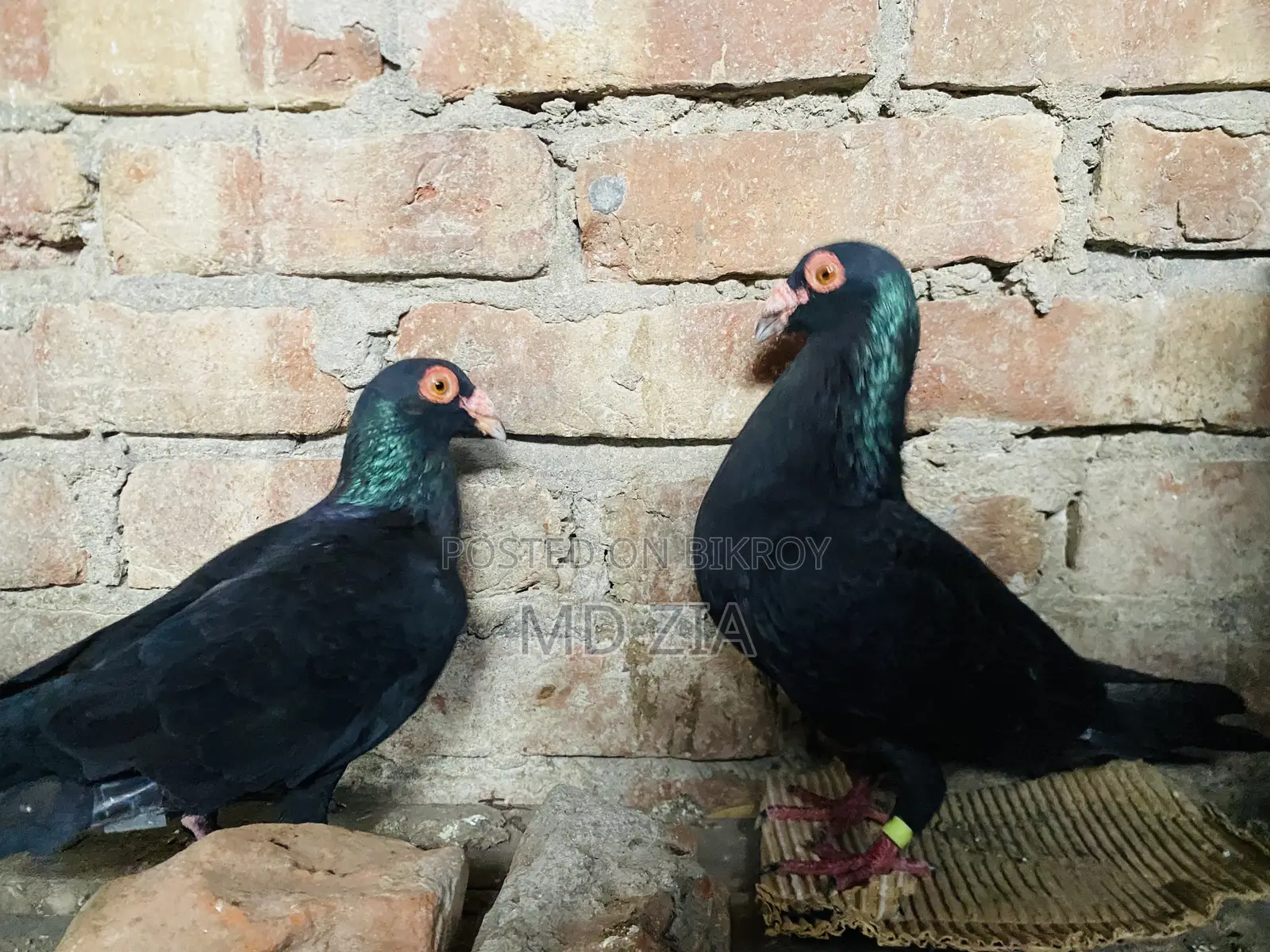 Homa and Gerebaz Pigeon Sell Post
