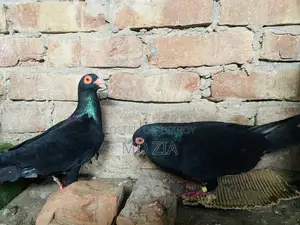 Homa and Gerebaz Pigeon Sell Post