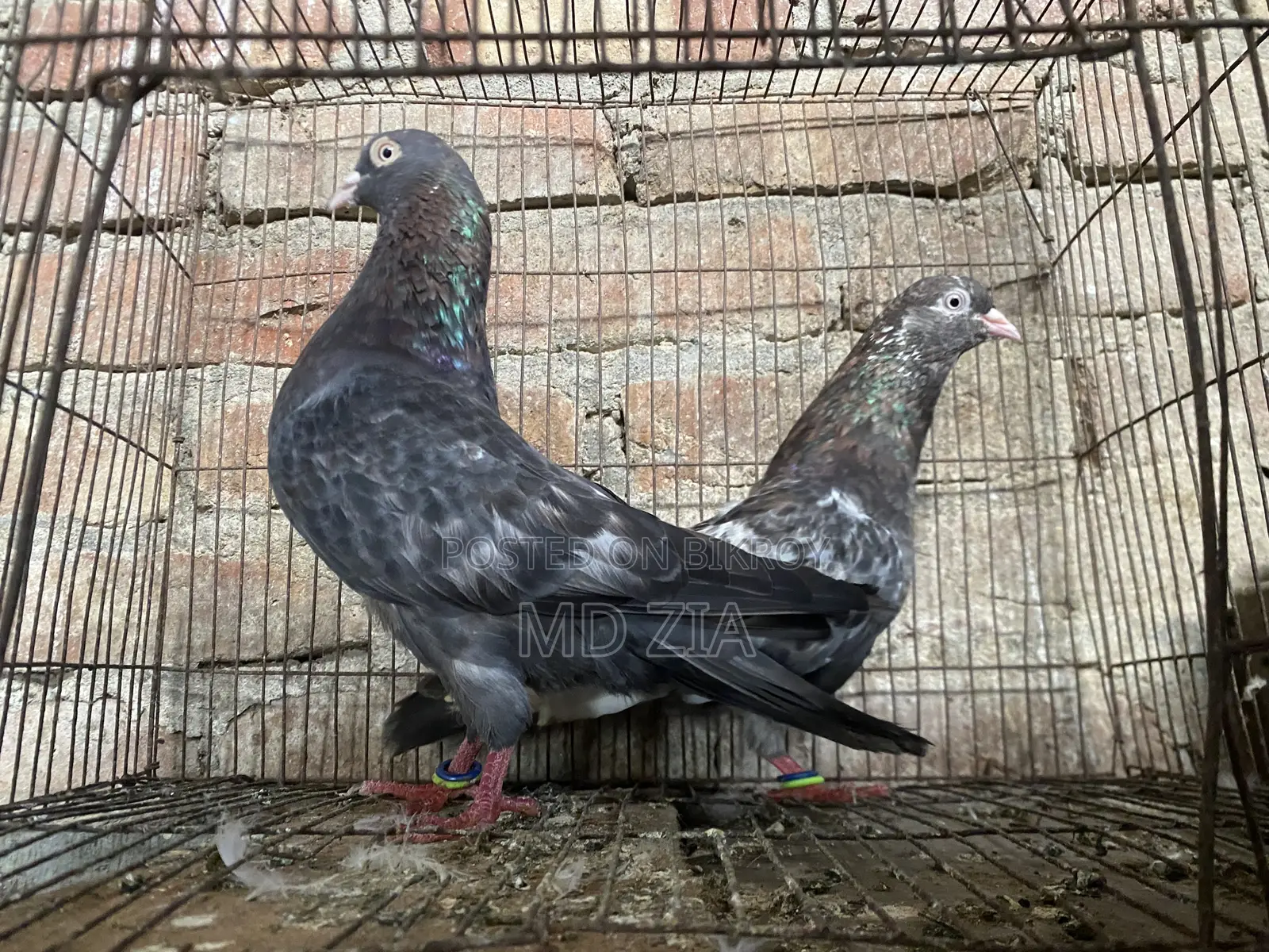 Homa and Gerebaz Pigeon Sell Post