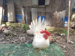 Japanese Bantam