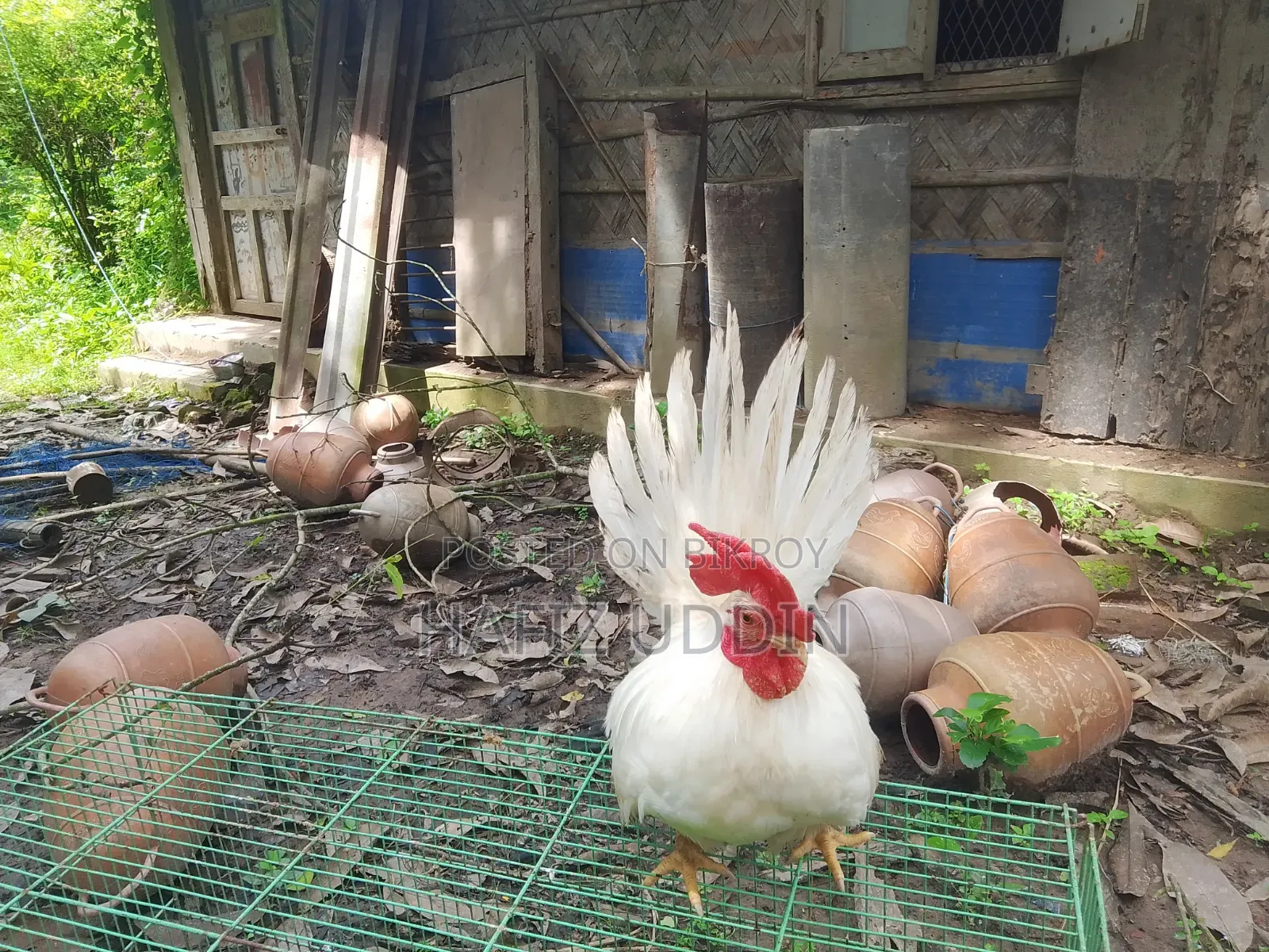 Japanese Bantam