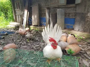 Japanese Bantam