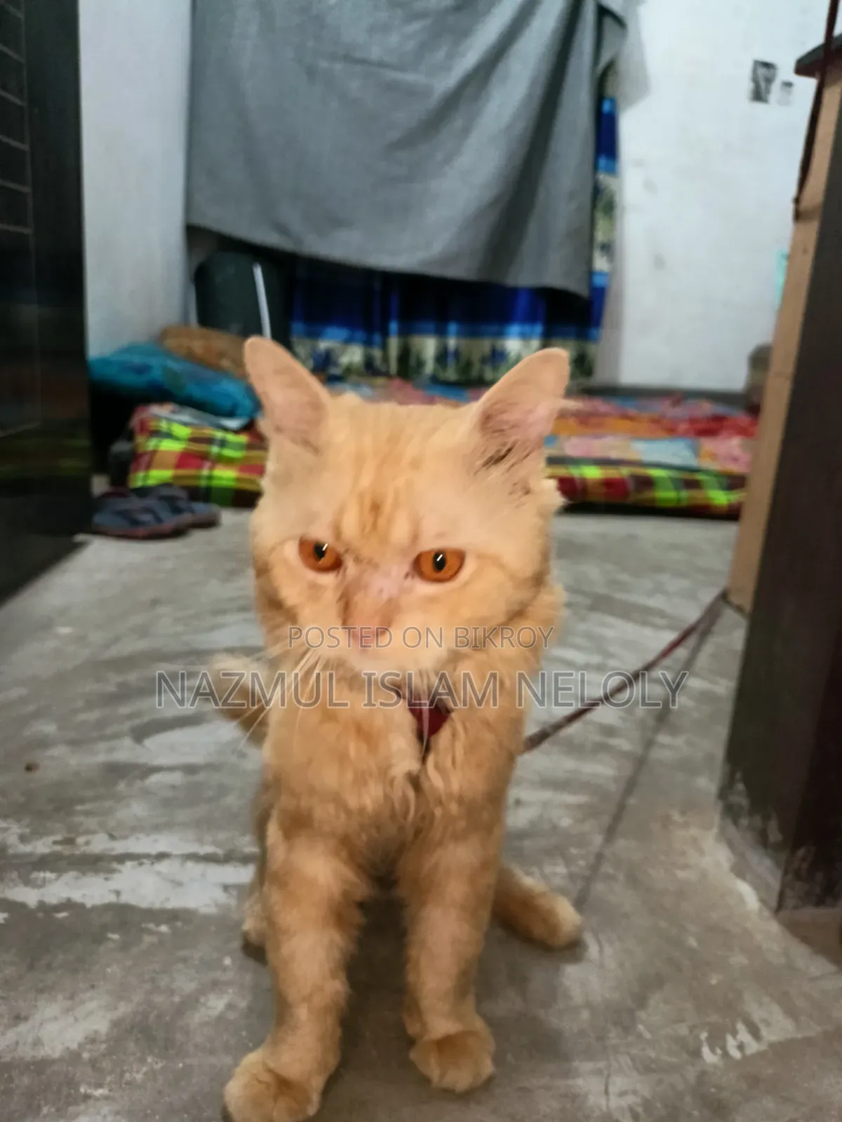 6-12 Months Male Purebred Persian