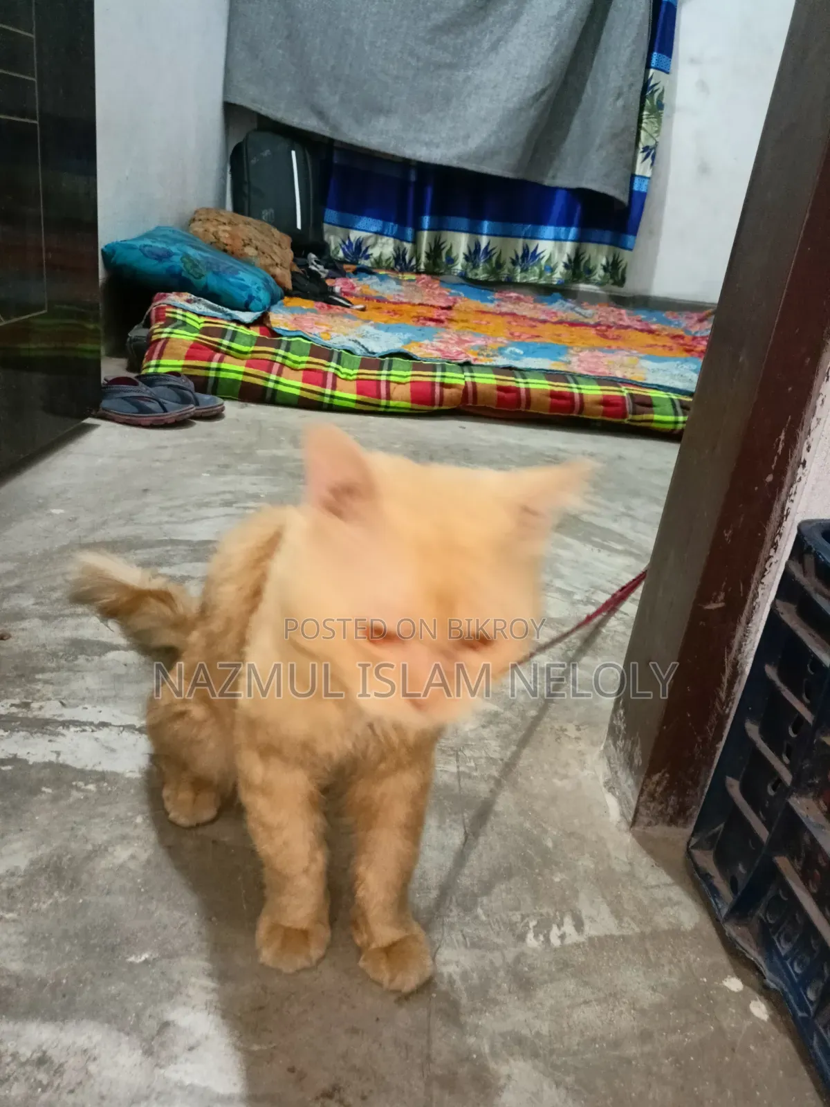6-12 Months Male Purebred Persian