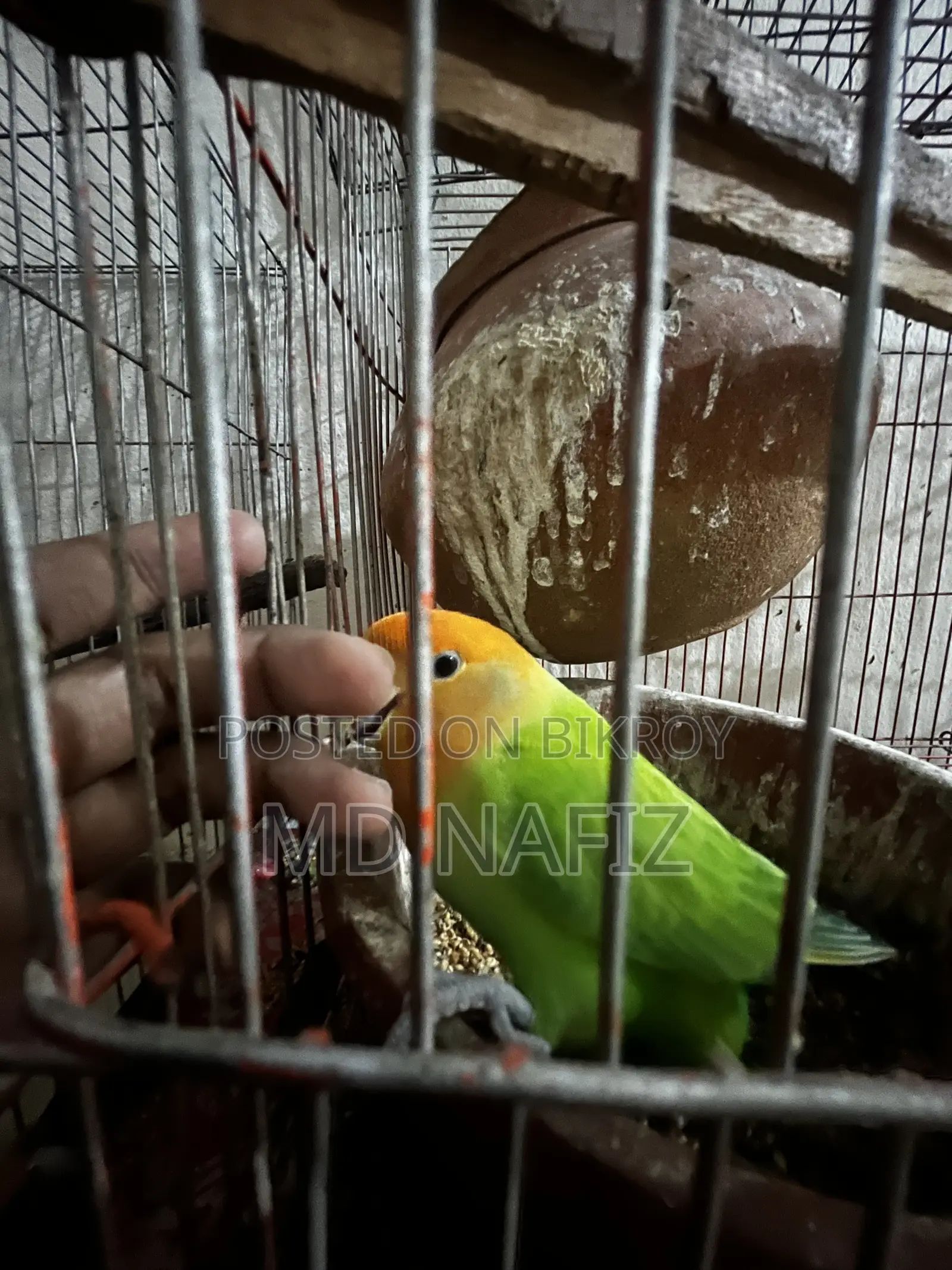 Cockatiel and Love Bird for Sell