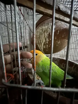 Cockatiel and Love Bird for Sell