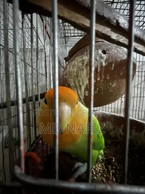 Cockatiel and Love Bird for Sell