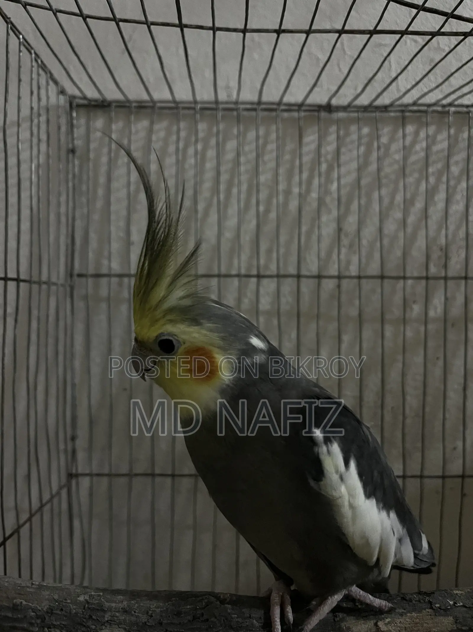 Cockatiel and Love Bird for Sell