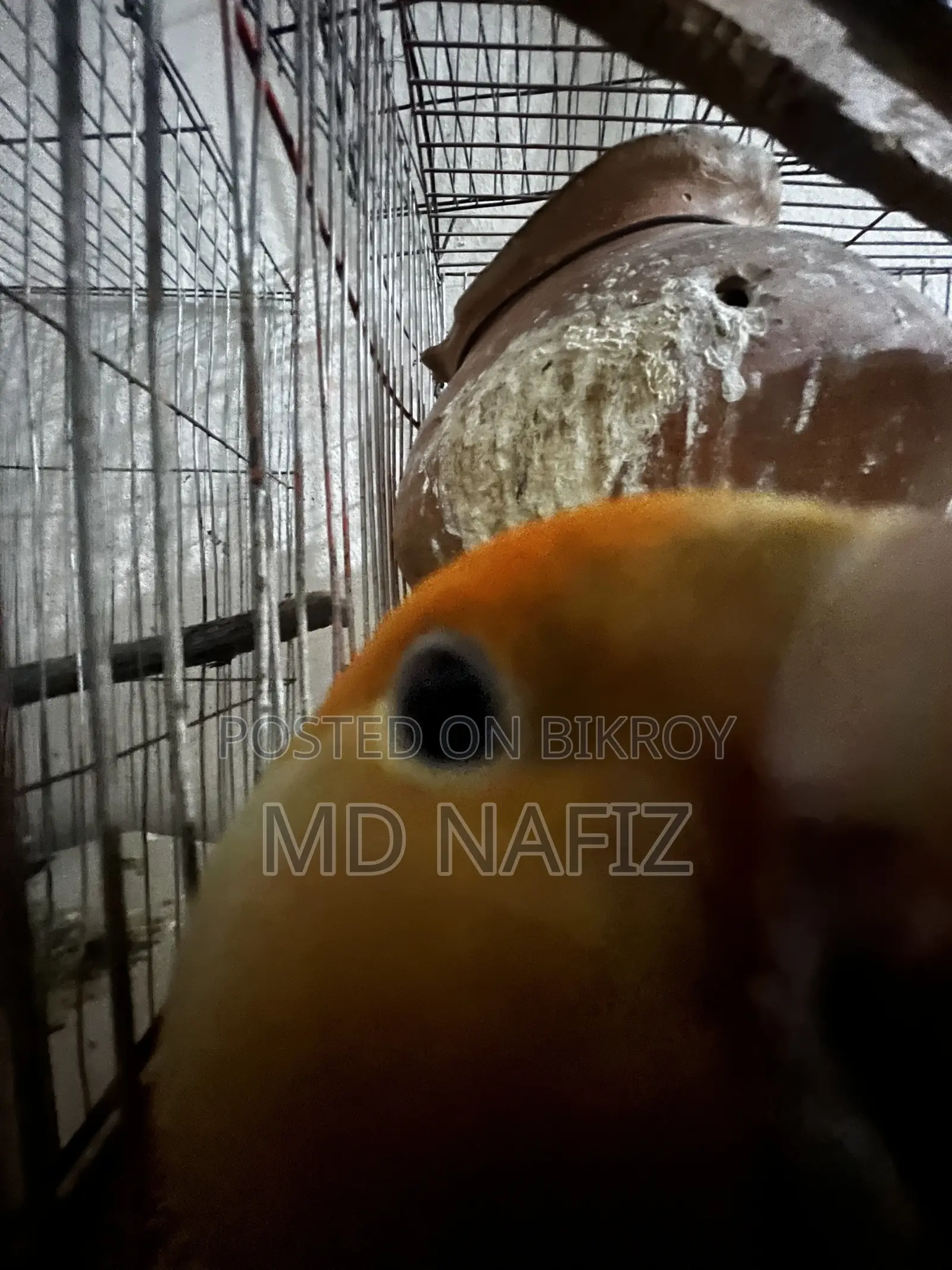 Cockatiel and Love Bird for Sell