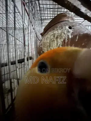 Cockatiel and Love Bird for Sell