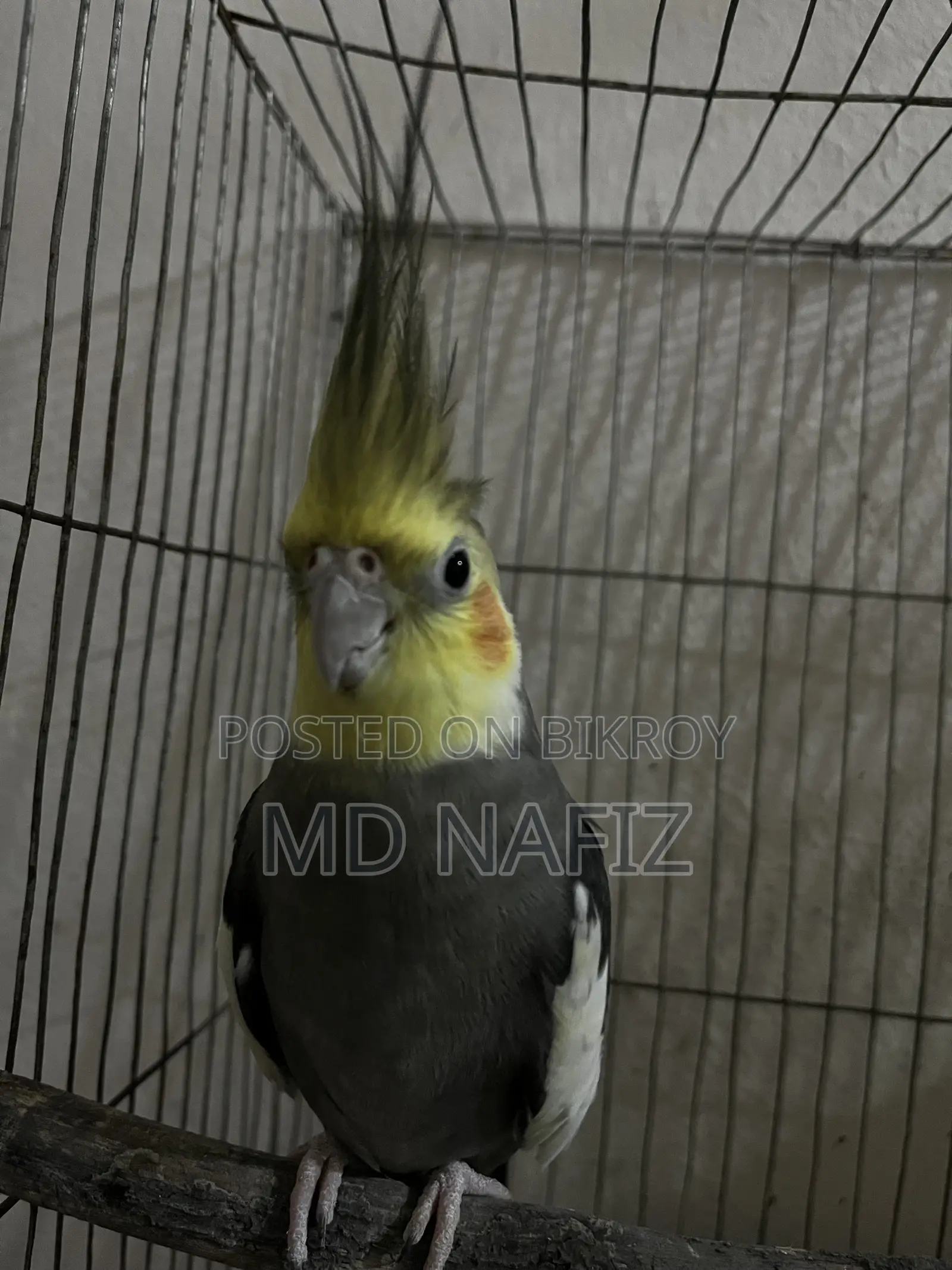Cockatiel and Love Bird for Sell