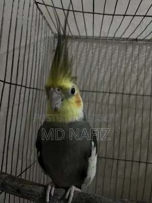 Cockatiel and Love Bird for Sell
