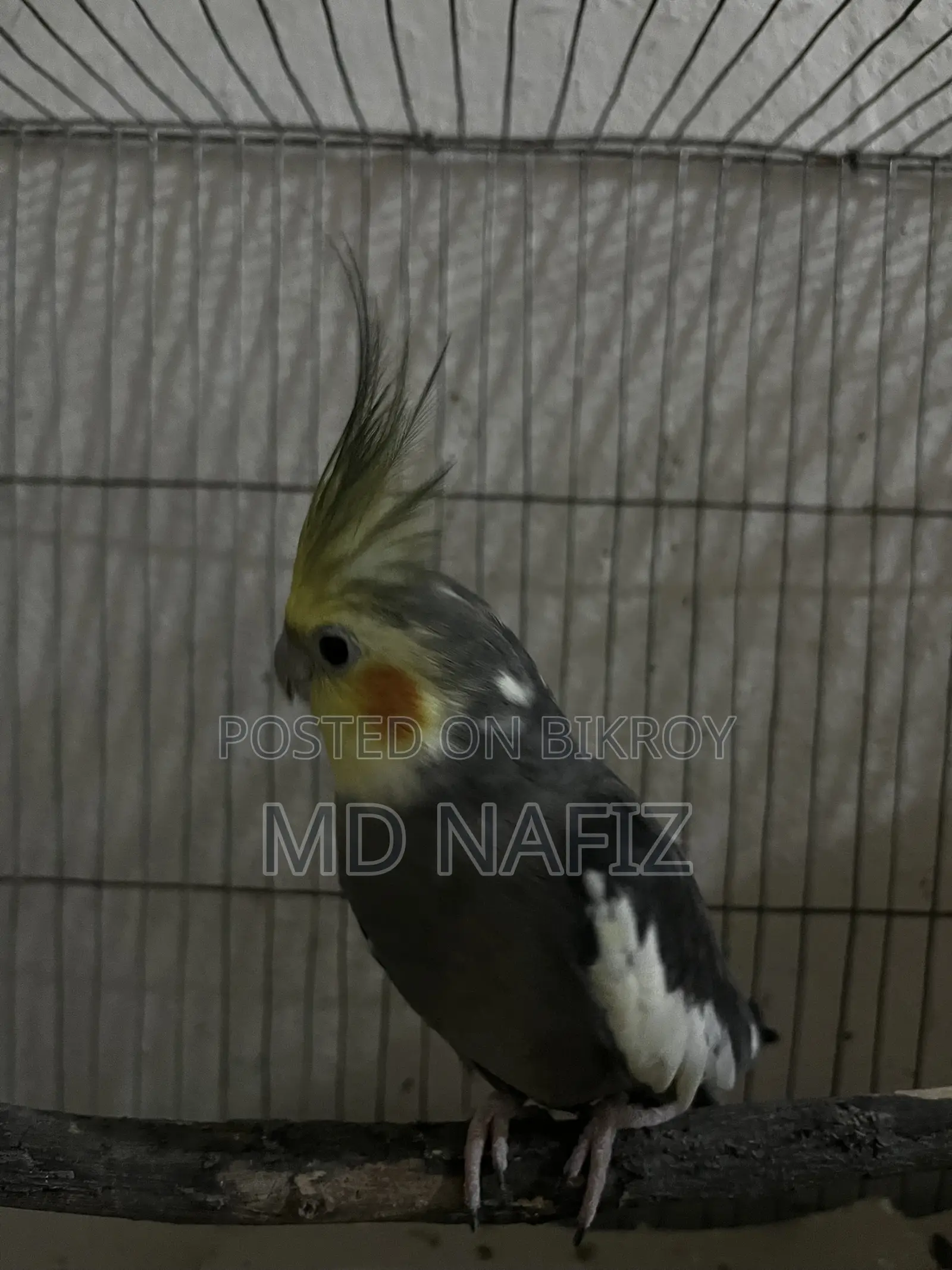 Cockatiel and Love Bird for Sell