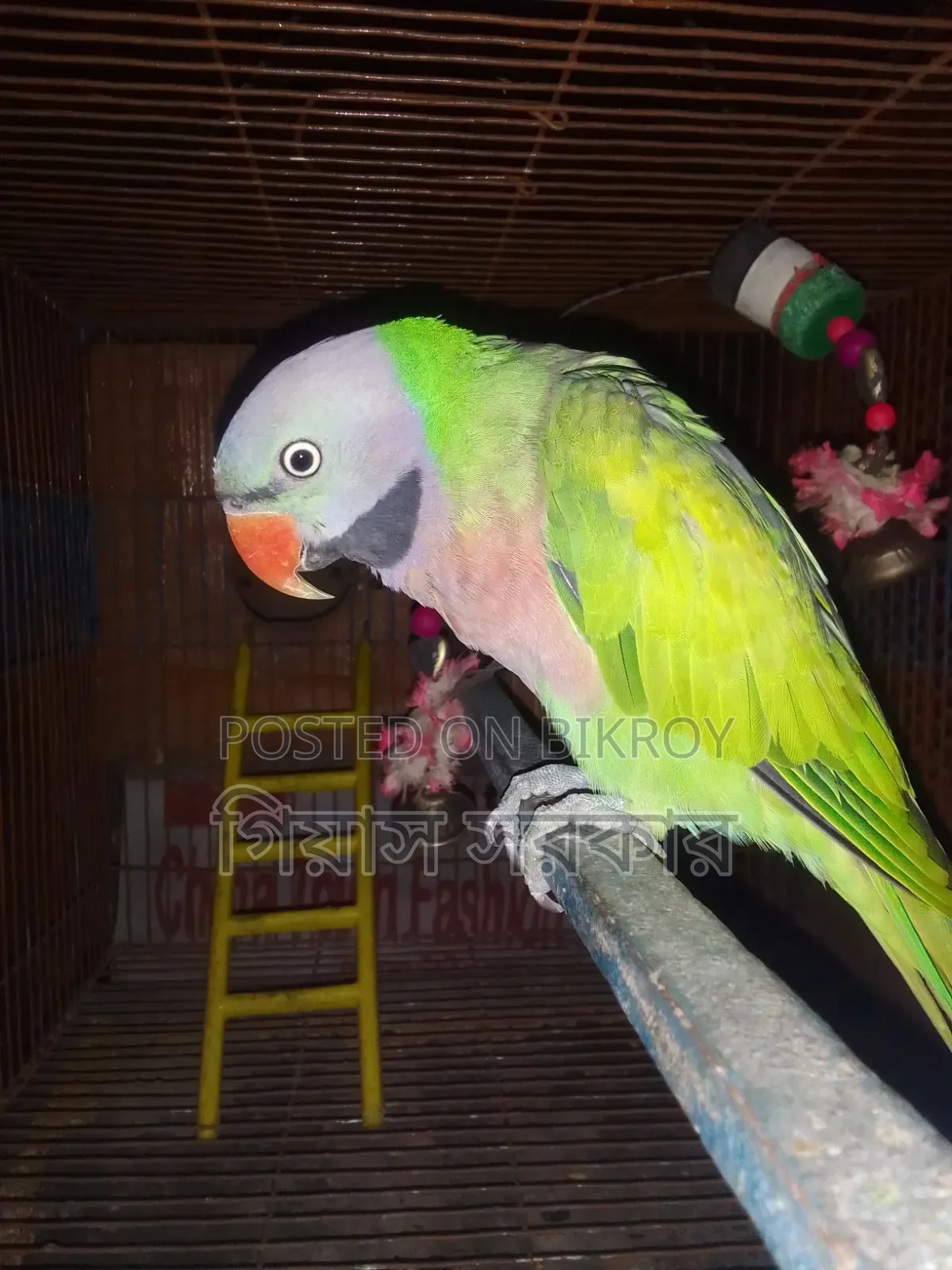 Alexandrine parakeet