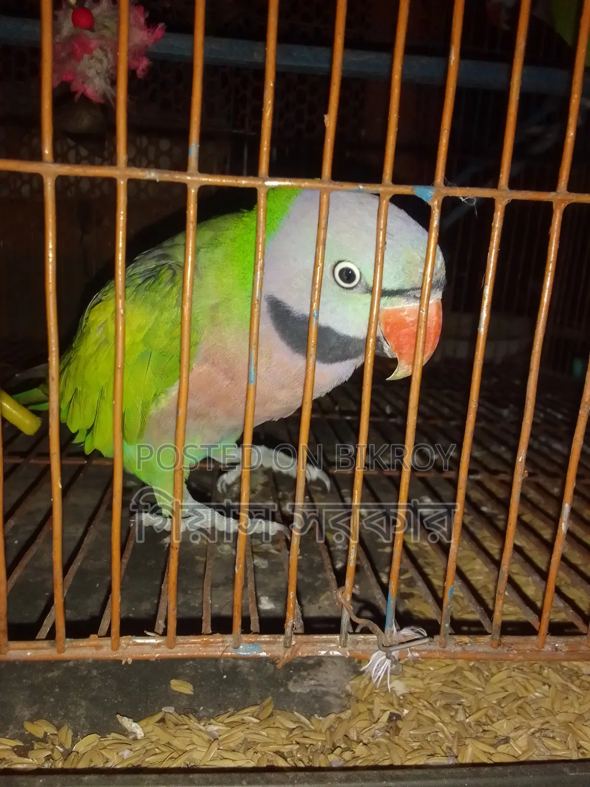 Alexandrine parakeet