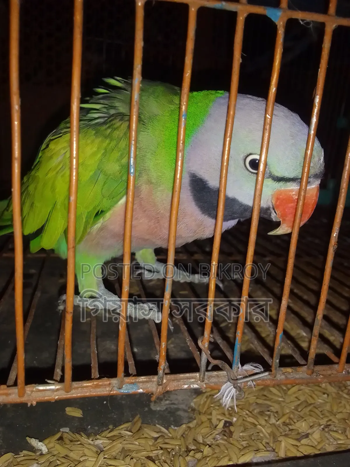 Alexandrine parakeet