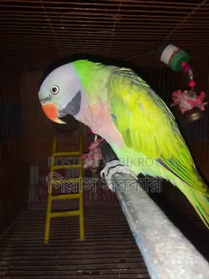 Alexandrine parakeet