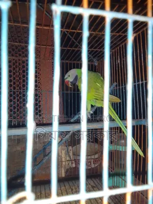 Alexandrine parakeet