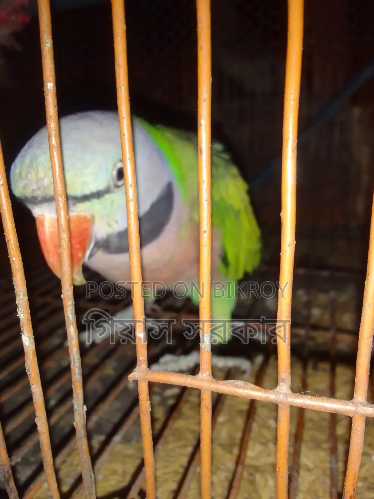 Alexandrine parakeet