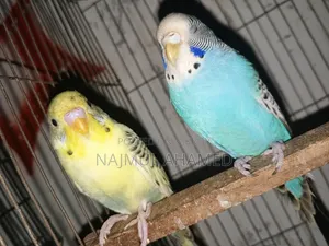 দুই জোড়া রানিং বাজিগর বিক্রি করা হয়।। ডিম বাচ্চা ১০০% গ্যারান্টি।।